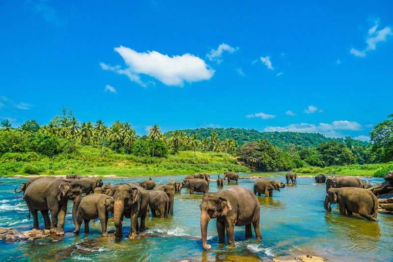 Kandy Tour with Pinnawala Elephant Orphanage